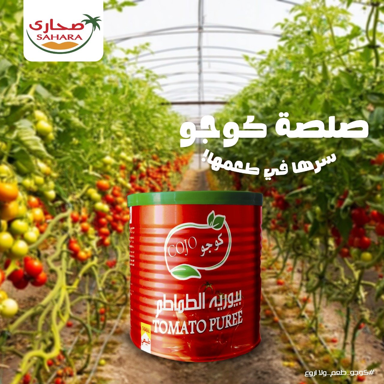 WhatsApp Image 2025-10-06 at 2.05.06 AM (9)